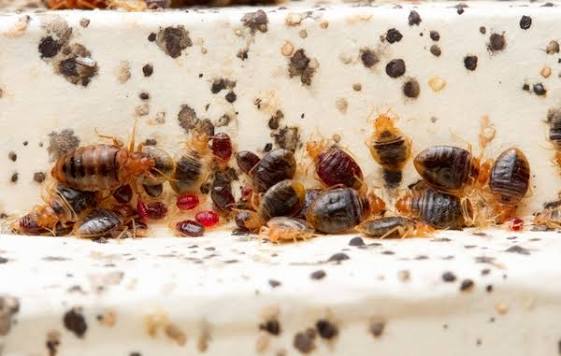 Bed Bug Control
