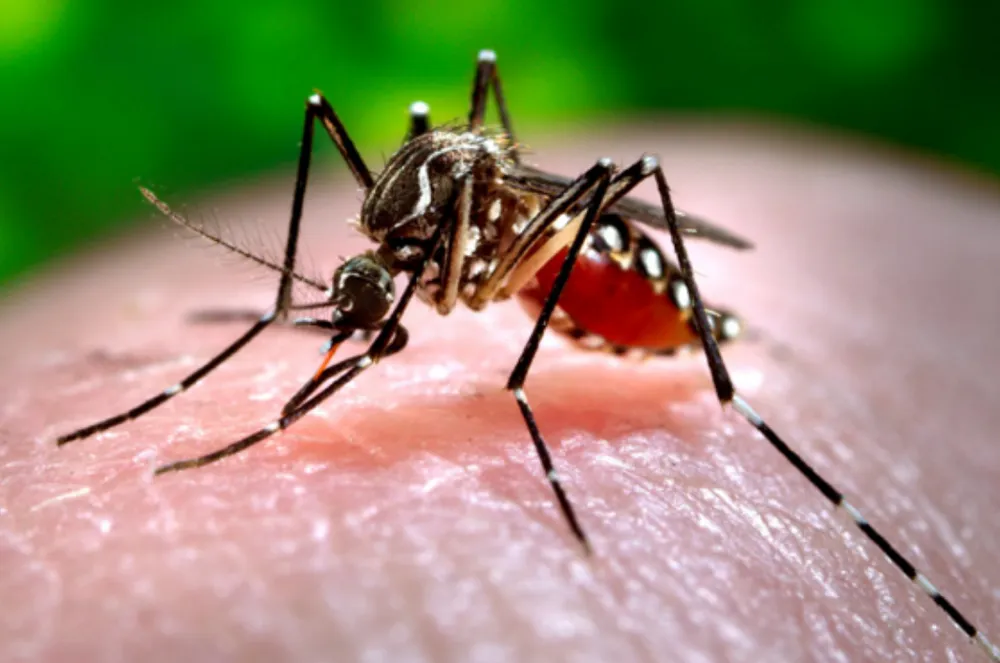 Mosquito Control by Wedhaa